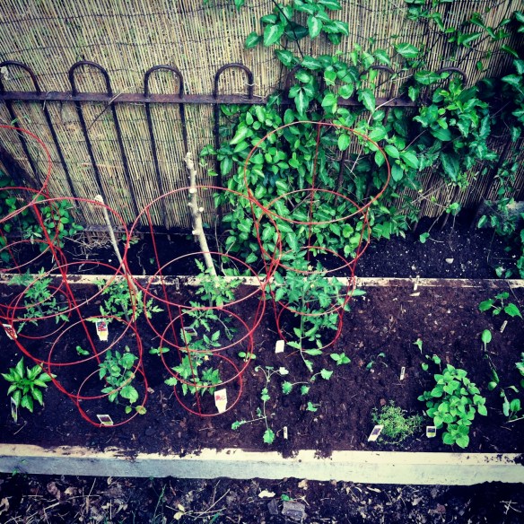 garden progress 5/13/2013