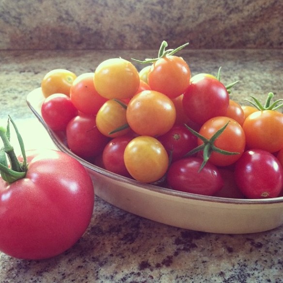 garden tomatoes